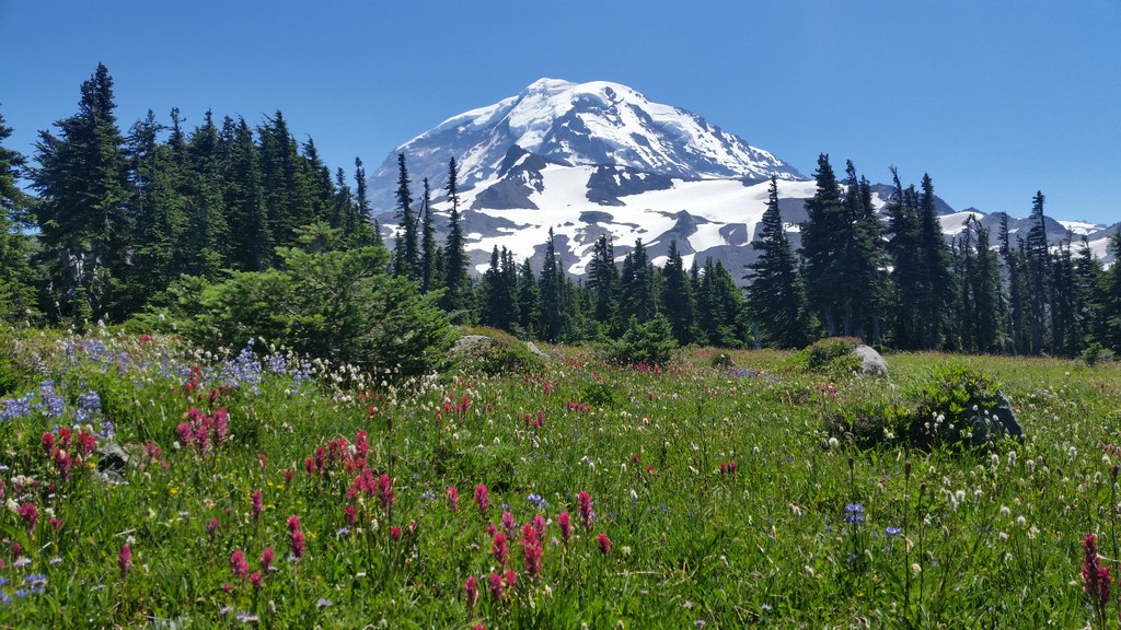 A real photograph of a wide subalpine meadow at Spray Park filled with wildflowers, with a narrow trail cutting through and Mount Rainier visible in the distance