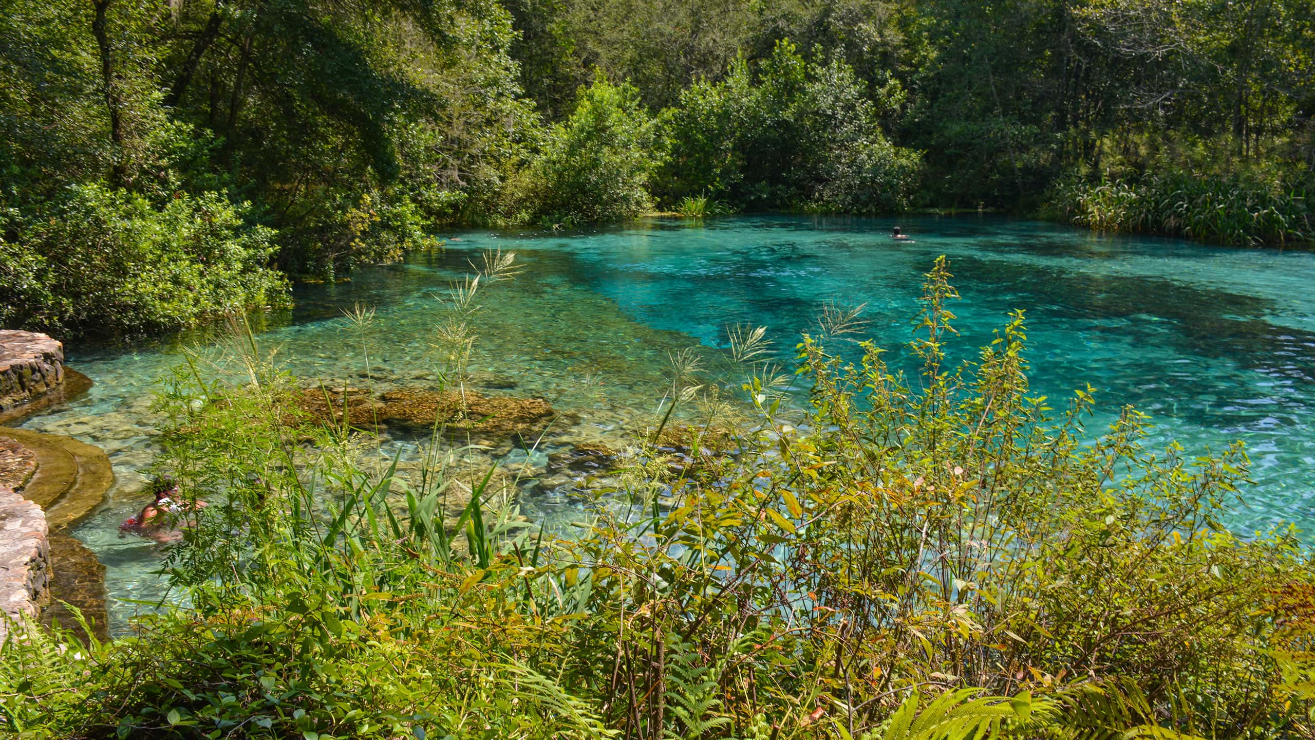 A real photograph of a wooden boardwalk curving through lush Florida greenery beside a crystal clear spring run, with sunlight filtering through cypress trees