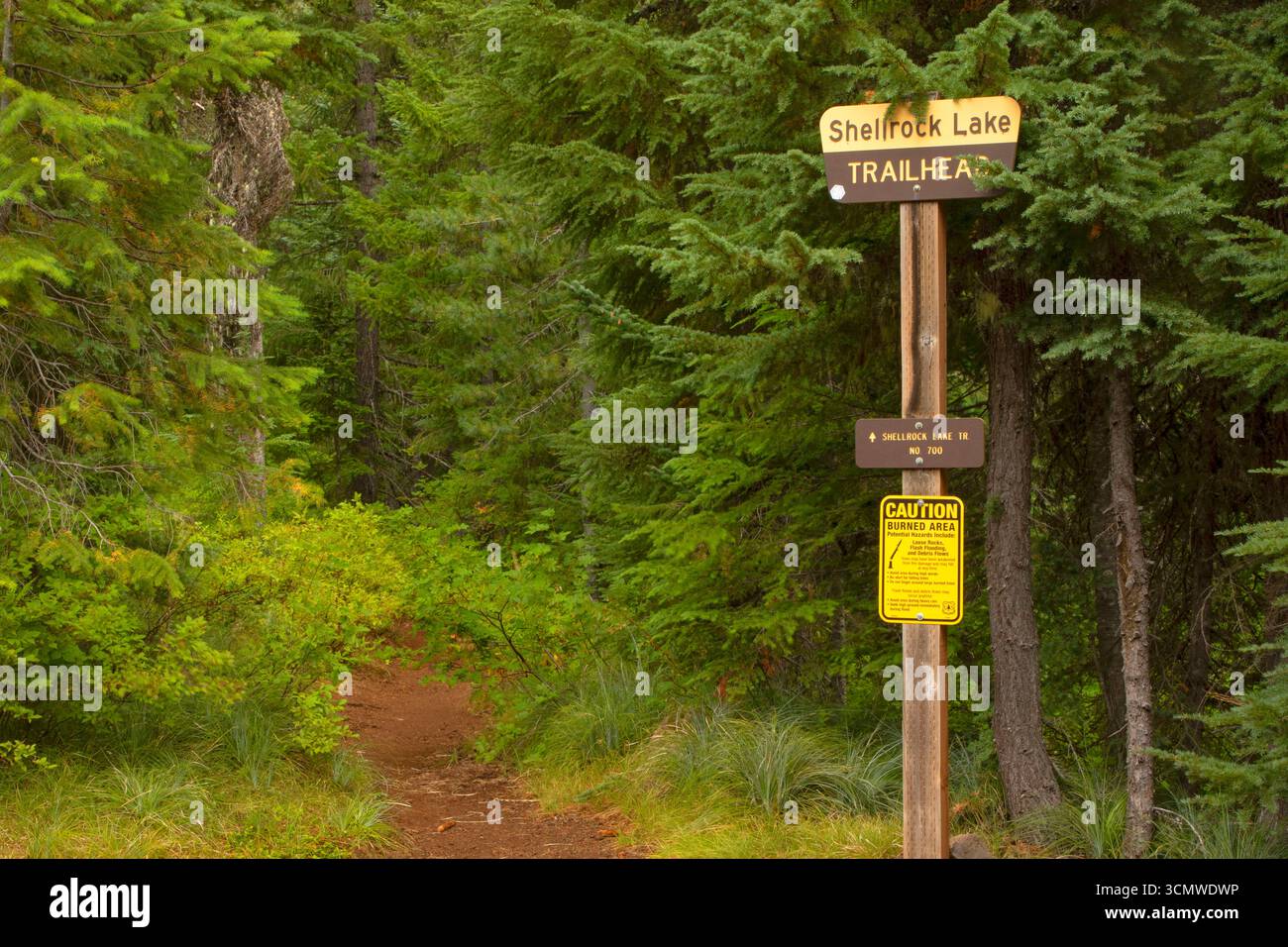 A real photograph of a wooden trail junction signpost in Mount Hood National Forest with tall fir trees and filtered sunlight in the background