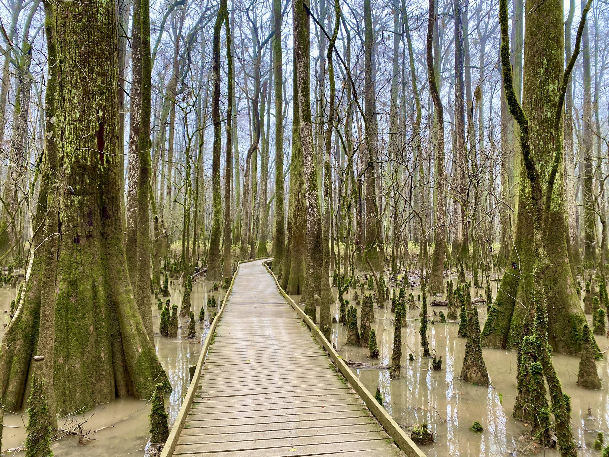 A real photograph of cypress knees rising from shallow water beside a wooden boardwalk in Congaree National Park, with dense green forest in the background