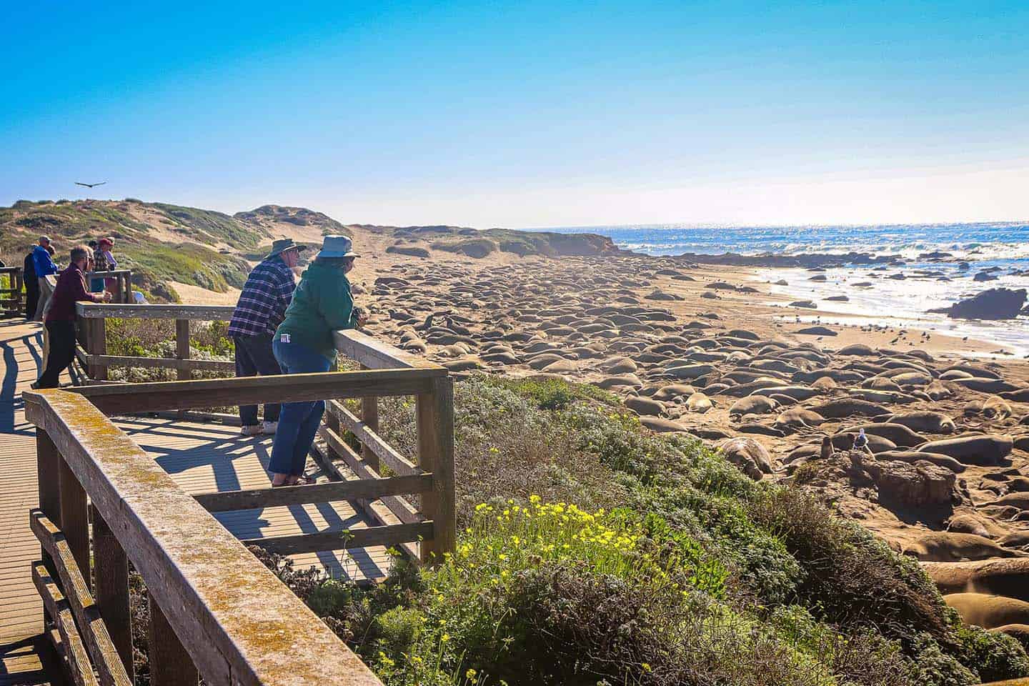 A real photograph of elephant seals resting on a sandy beach near San Simeon with a wooden viewing boardwalk and ocean waves in the background
