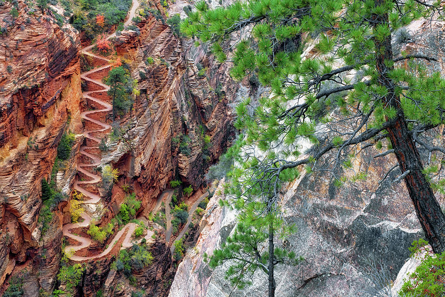 A real photograph of hikers ascending Walter's Wiggles switchbacks on the Angels Landing trail in Zion National Park, steep sandstone walls and morning light