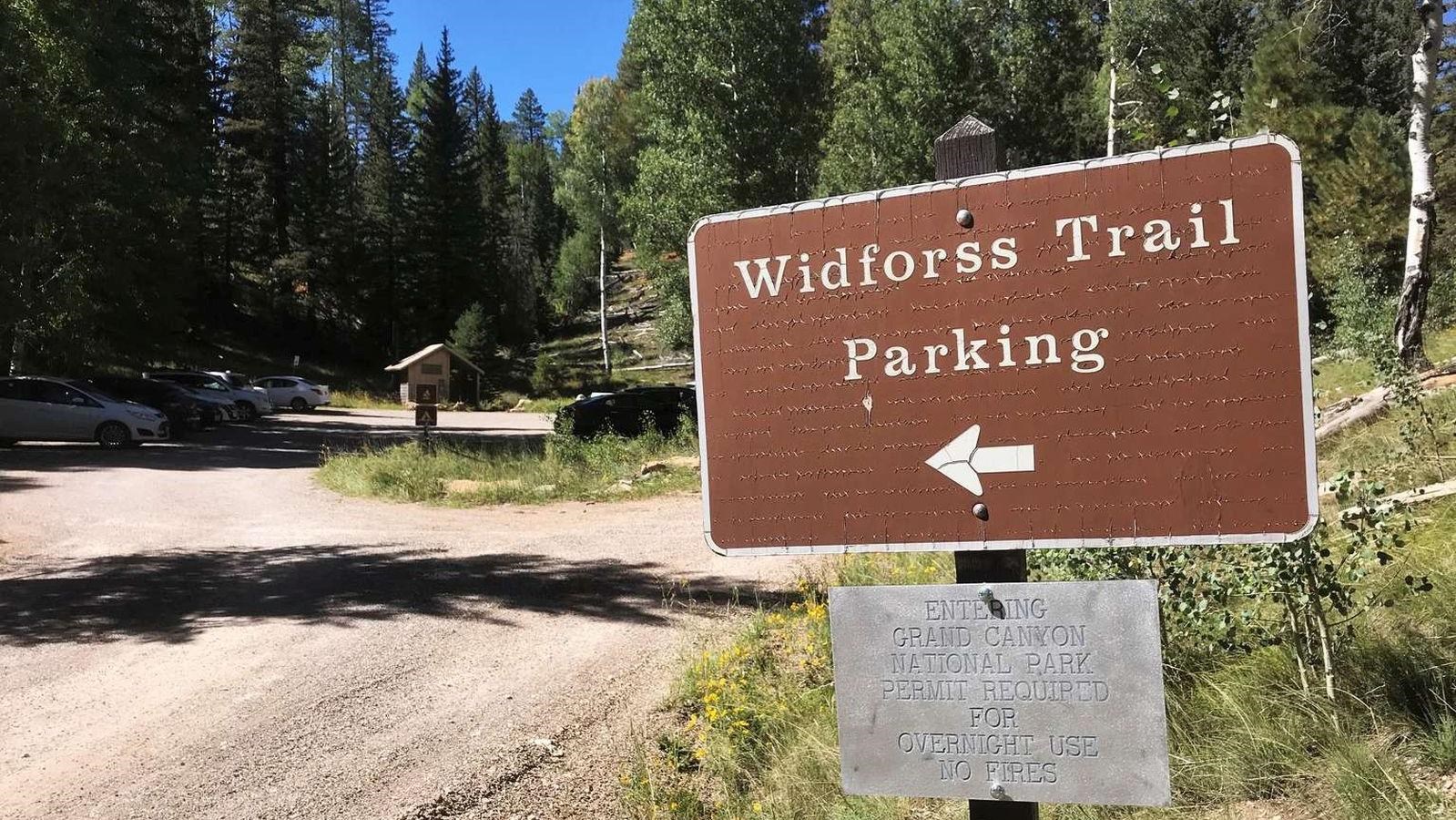 A real photograph of hikers walking along the Widforss Trail on the Grand Canyon North Rim, surrounded by tall pine trees and dappled sunlight on the dirt path