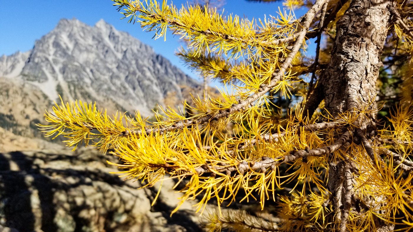 A real photograph of hikers walking near Lake Ingalls in Washington during peak larch season, with Mount Stuart rising sharply in the background