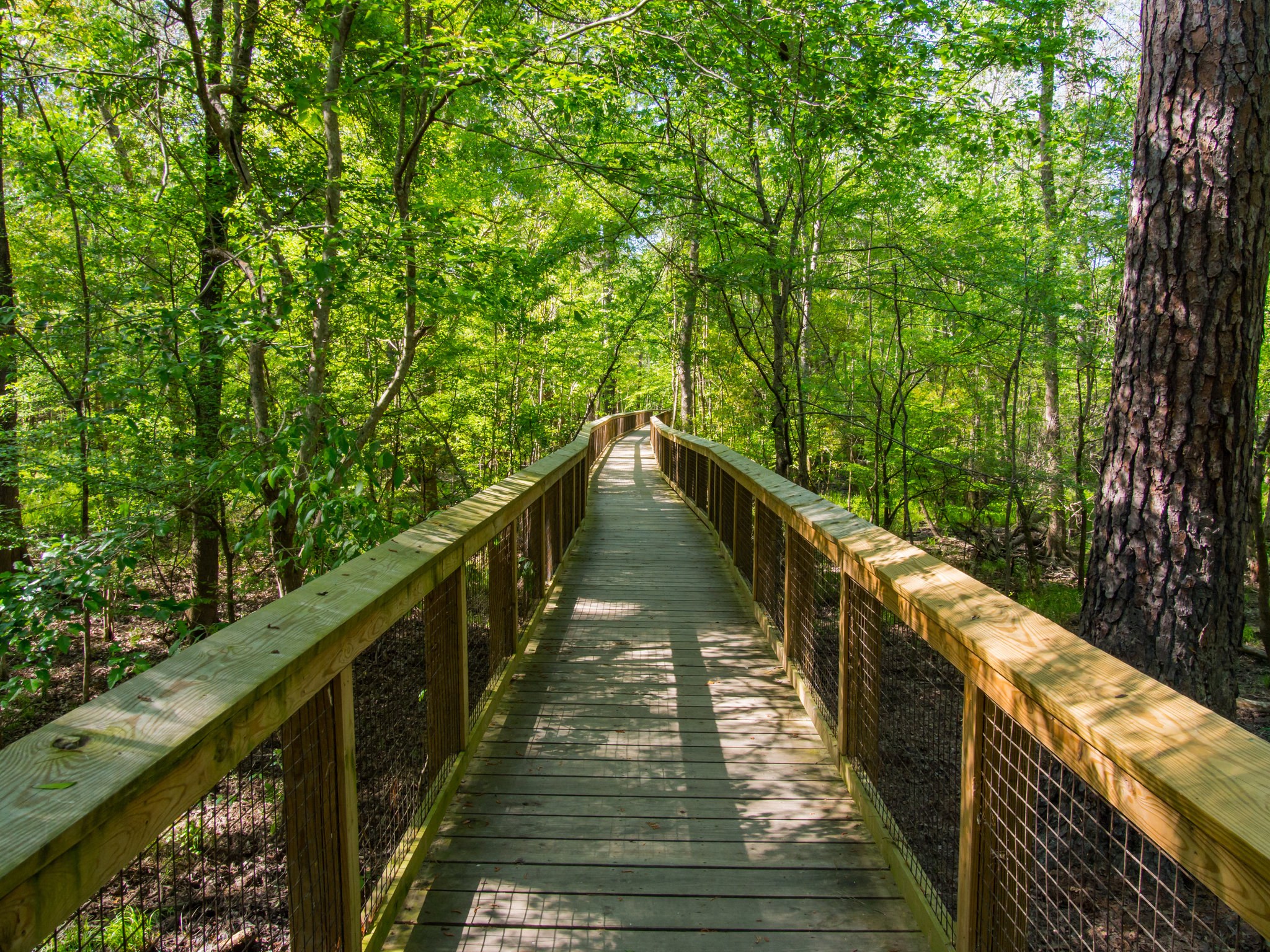 A real photograph of hikers walking on the Congaree boardwalk in summer, surrounded by dense green forest with visible humidity haze and dappled sunlight