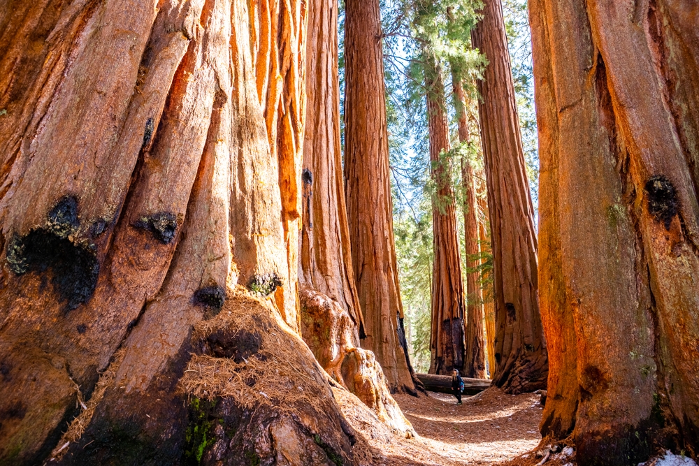 A real photograph of hikers walking on the Congress Trail beneath massive giant sequoias with dappled afternoon light and forest shadows