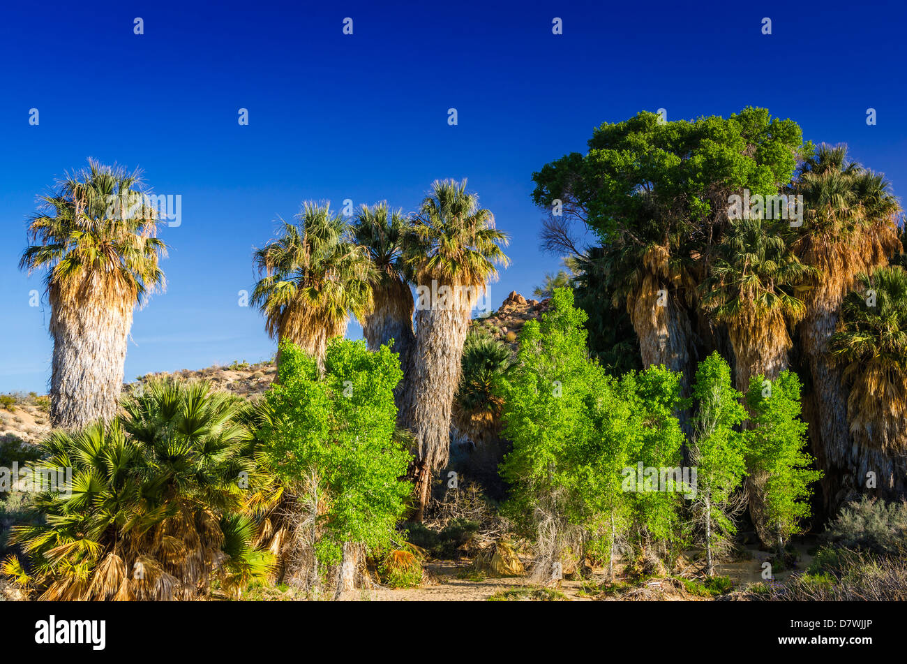 A real photograph of native fan palms at Cottonwood Spring in Joshua Tree National Park with desert shrubs and rocky hills in the background