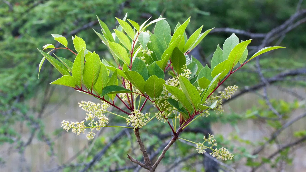 A real photograph of poison sumac showing multiple paired leaflets on a branch with a marshy wetland background