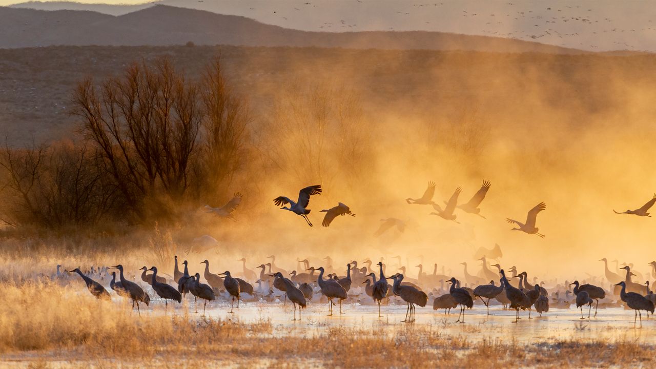 A real photograph of sandhill cranes standing in shallow water at Bosque del Apache during sunrise with golden light and mist over the refuge