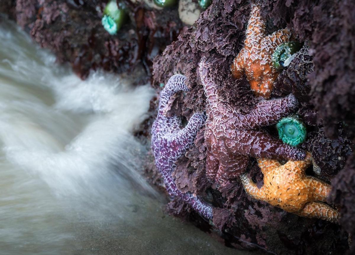 A real photograph of shallow tide pools near Haystack Rock in Cannon Beach with anemones and wet stones visible and the sea stack rising in the background