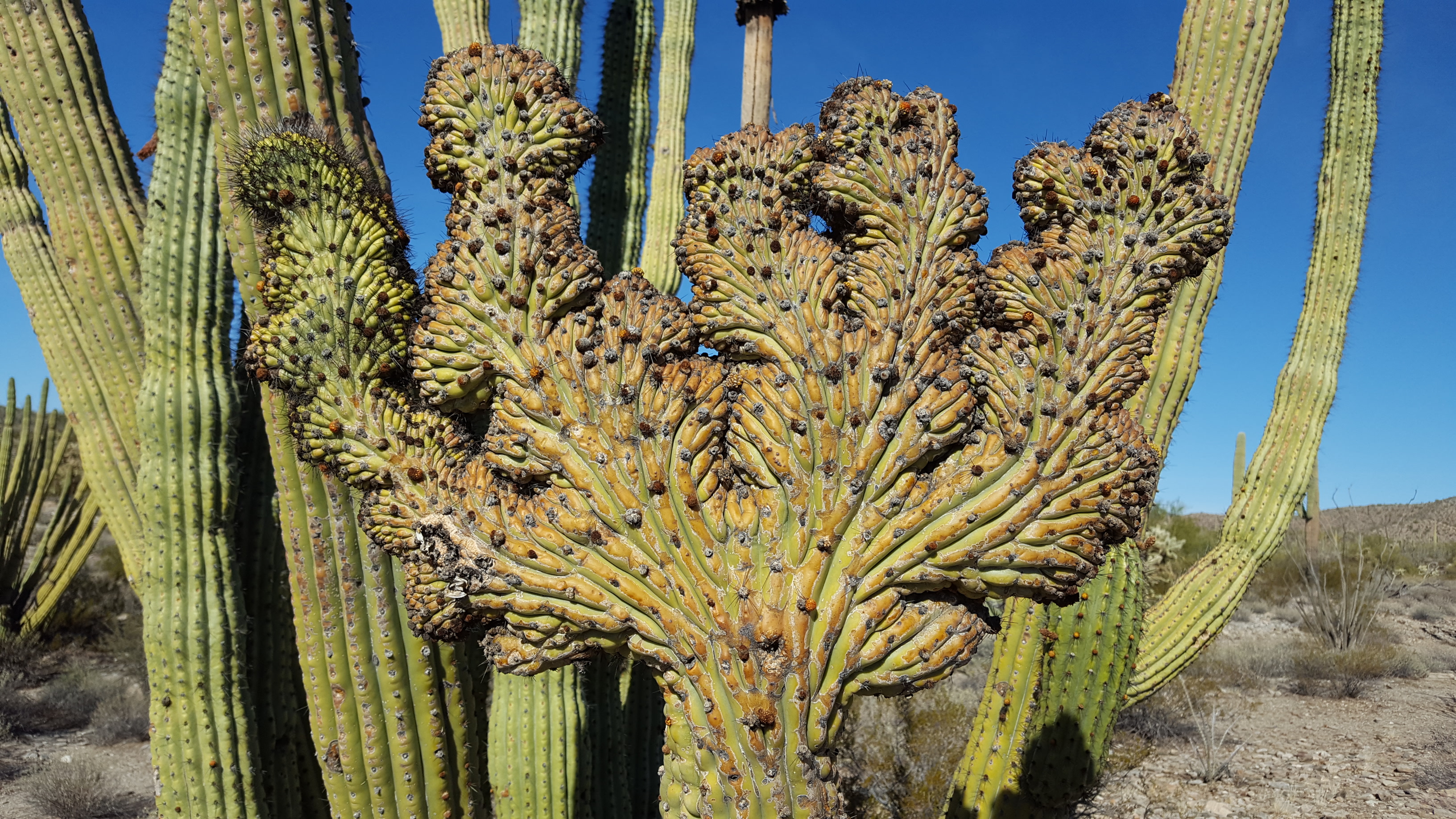 A real photograph of tall organ pipe cactus columns clustered together in the Sonoran Desert with warm sunlight and rocky ground