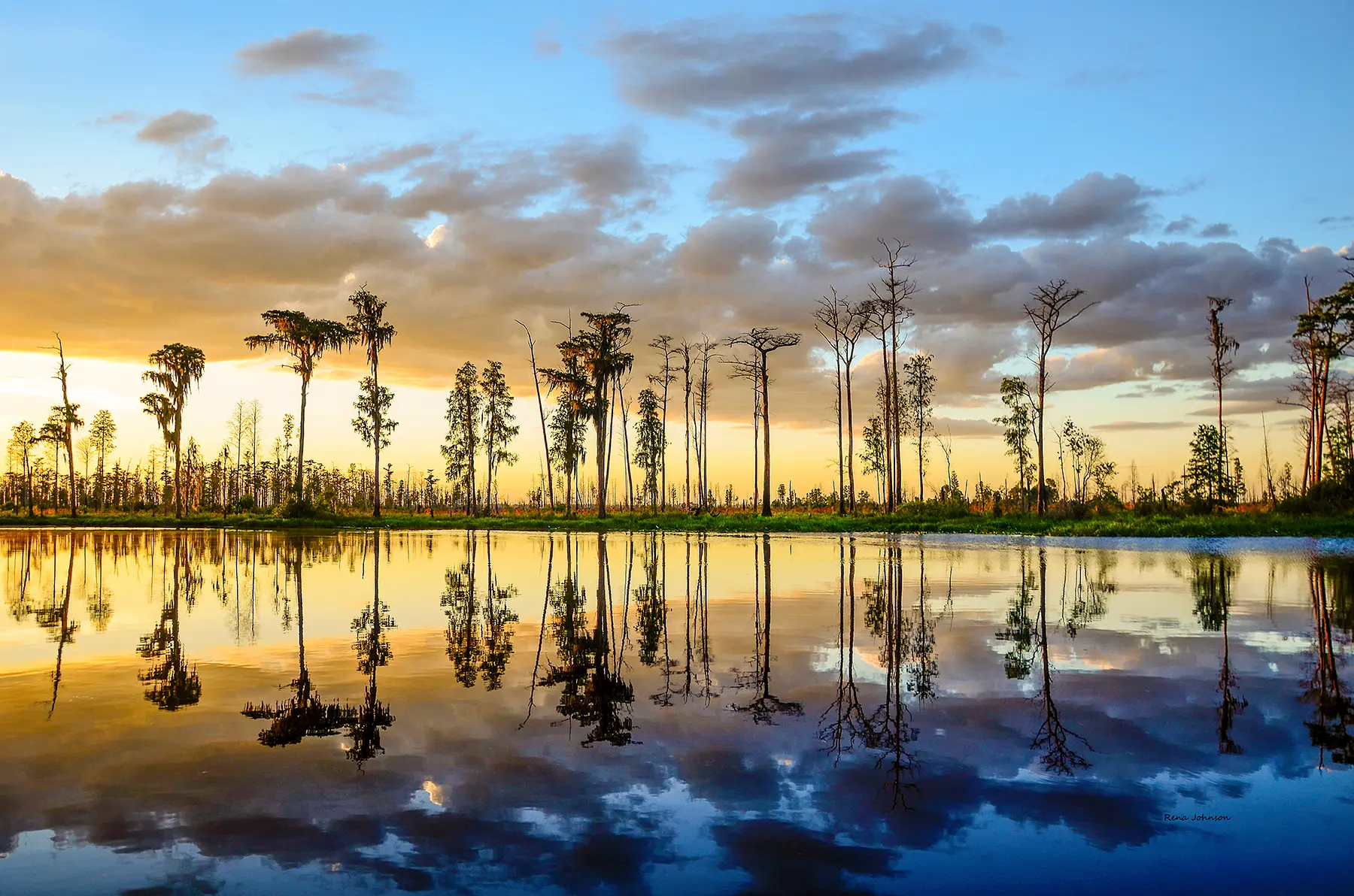 A real photograph of the Congaree National Park wooden boardwalk stretching into a misty floodplain forest at sunrise in South Carolina, with tall trees and calm, humid air
