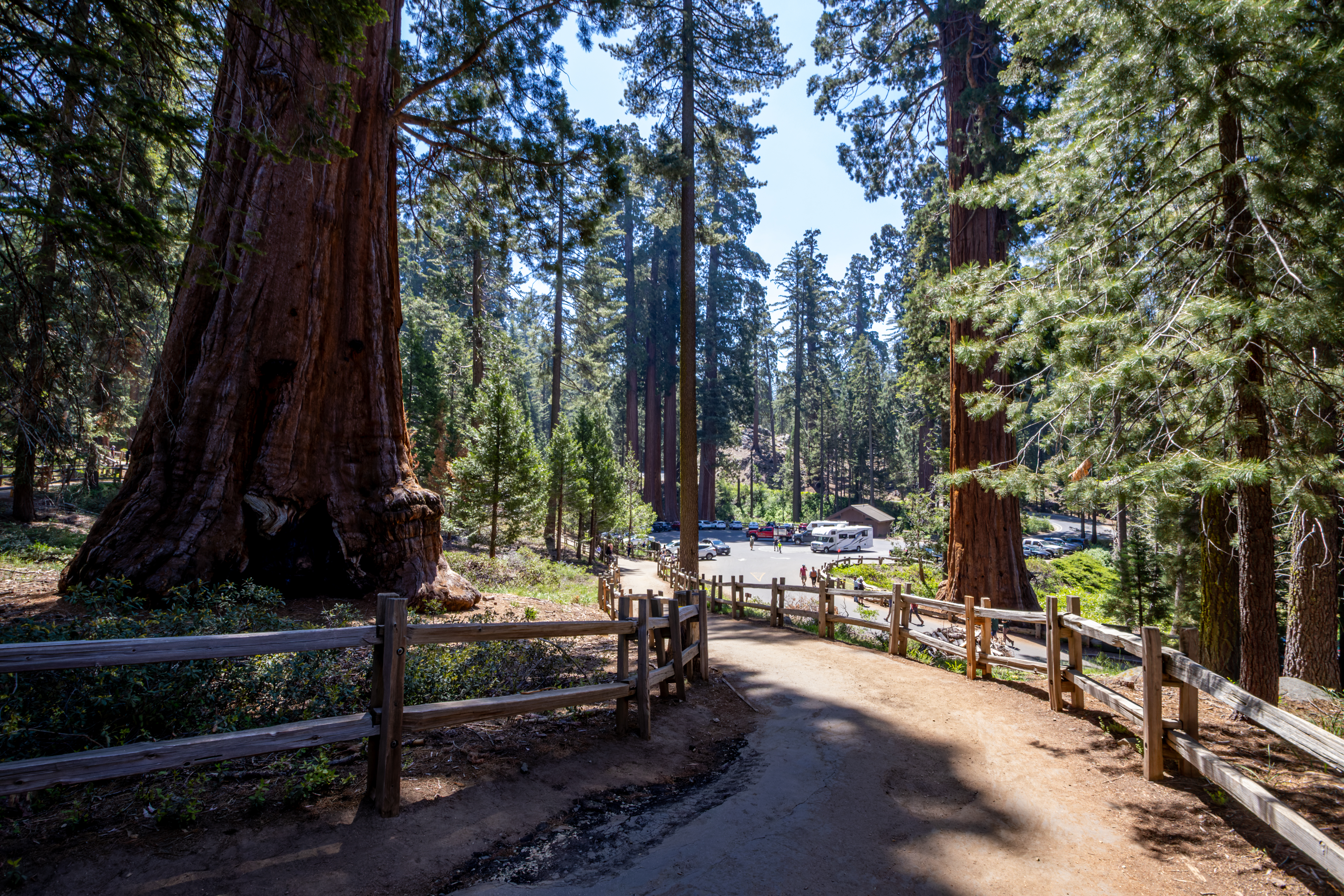 A real photograph of the General Grant Tree rising above the forest with visitors standing on the trail in Grant Grove, bright midday light