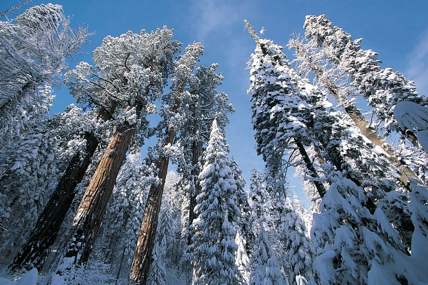 A real photograph of the General Sherman Tree towering over visitors on the paved path in Sequoia National Park, early morning light filtering through giant sequoias
