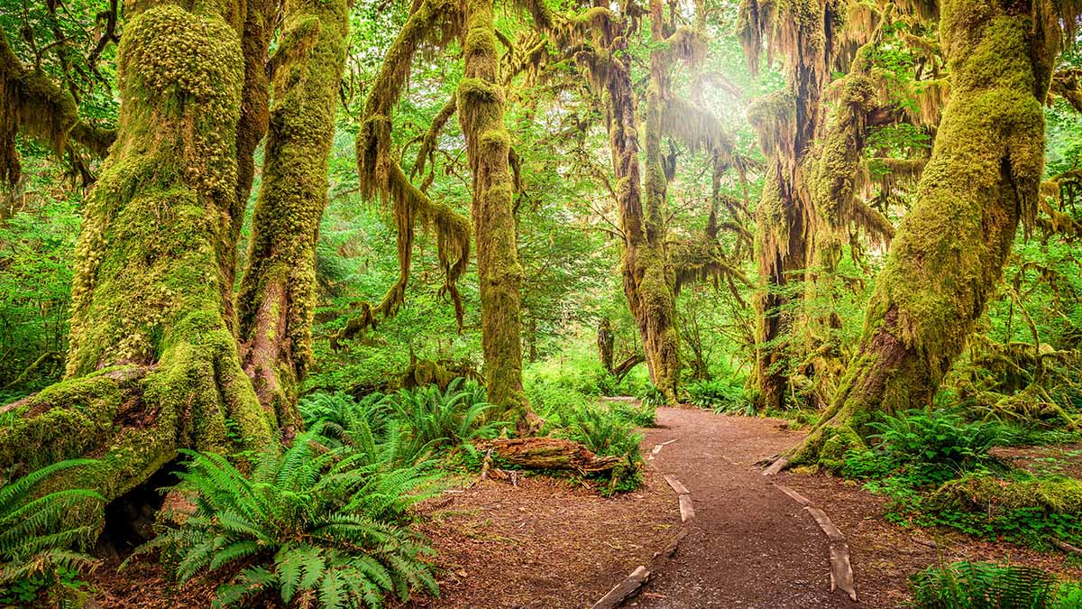 A real photograph of the Hall of Mosses trail in the Hoh Rainforest, showing a narrow loop path with towering moss-covered trees and bright green ferns lining both sides