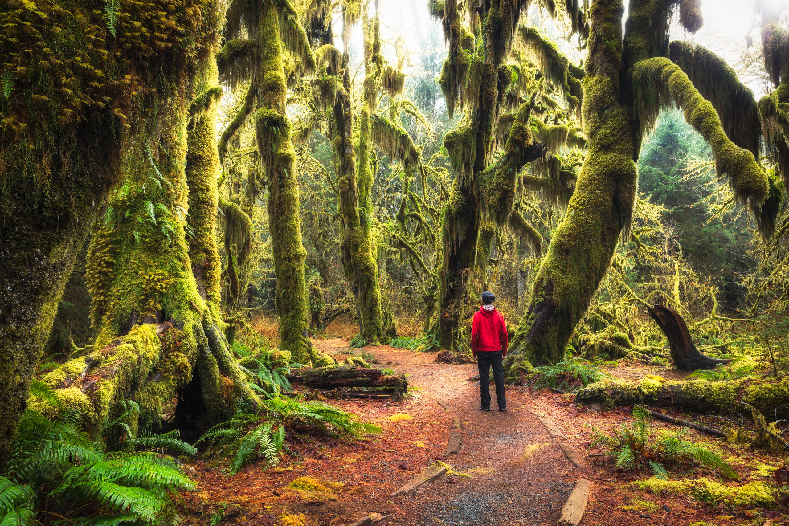 A real photograph of the Hoh Rainforest on the Hoh River Trail in Olympic National Park, with thick moss draped over maple branches above a wide dirt path, soft fog filtering through the canopy