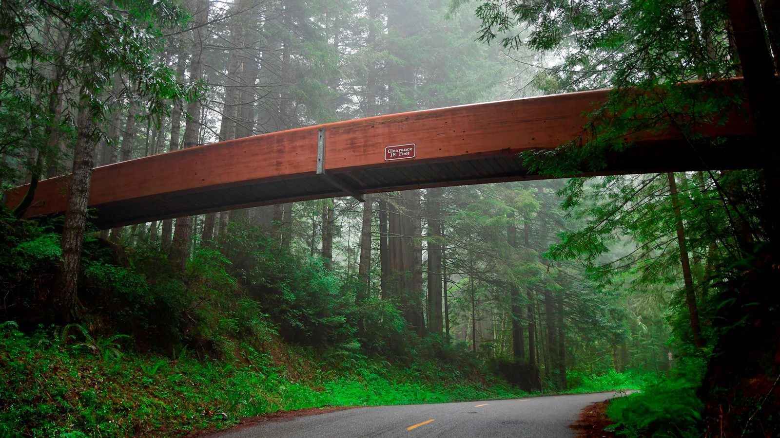 A real photograph of the Lady Bird Johnson Grove loop trail with a wooden footbridge and towering redwoods in misty light