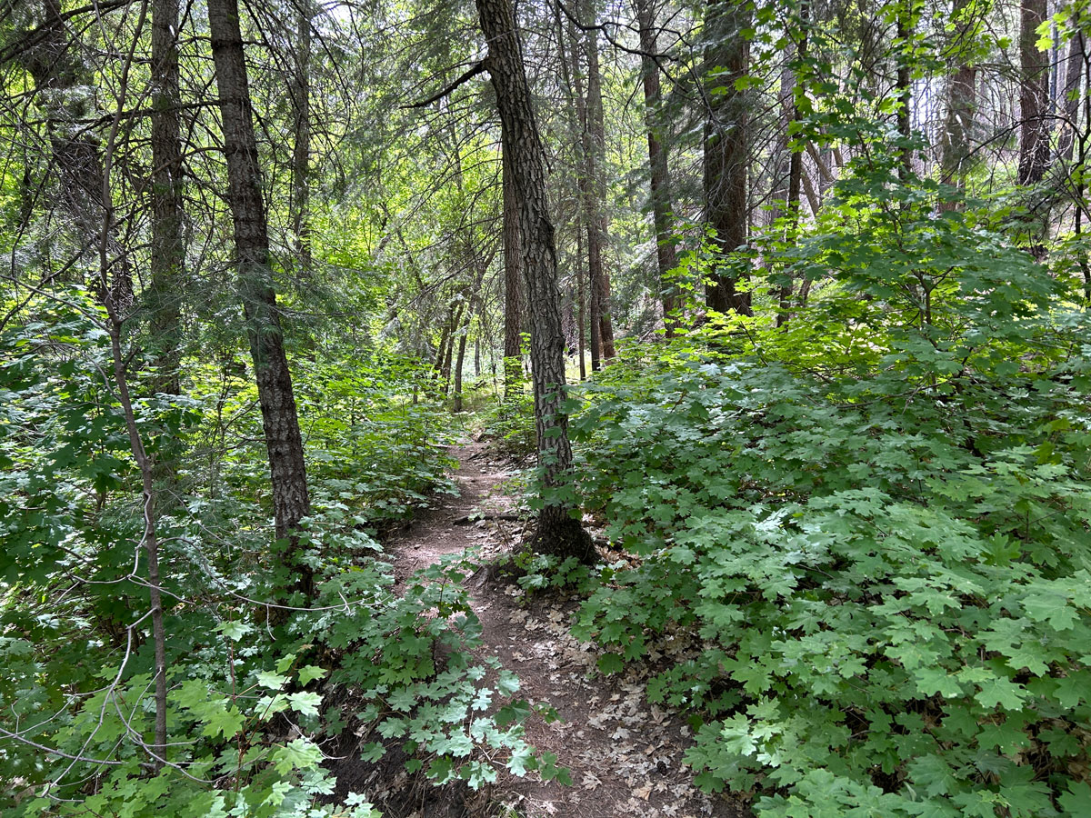 A real photograph of the Marshall Gulch Trail on Mount Lemmon in summer with a narrow dirt path, pine needles on the ground, and sunlight filtering through tall pine trees