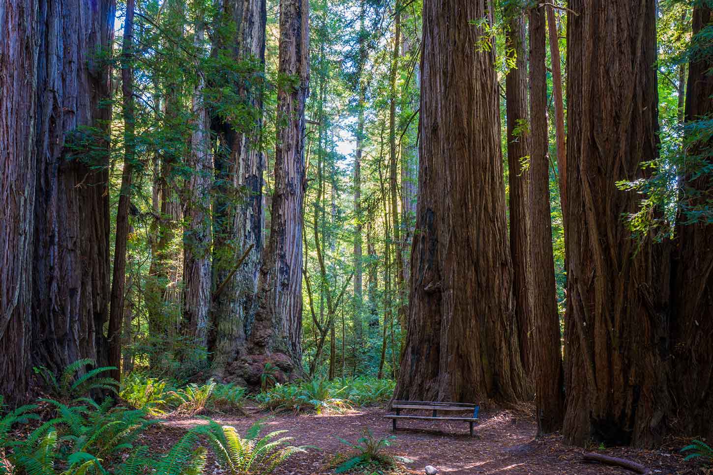 A real photograph of the Tall Trees Grove trail in Redwood National Park, showing massive old-growth redwood trunks rising beside a narrow dirt path