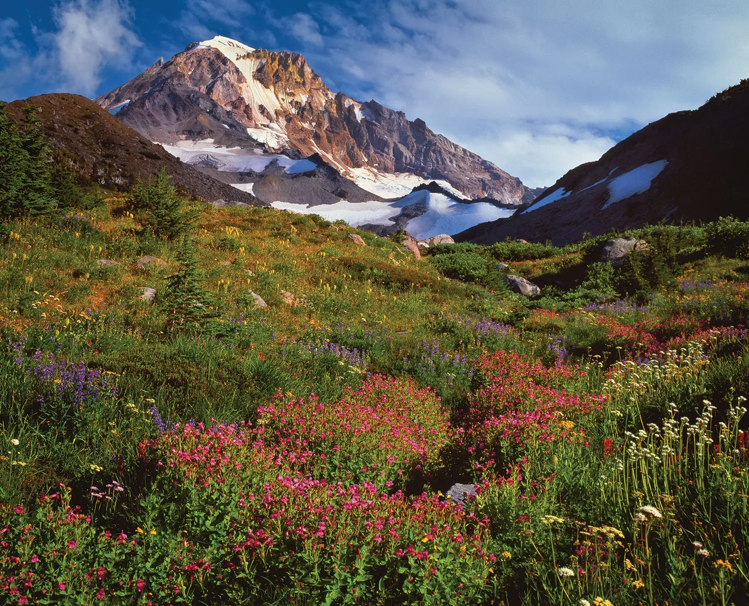 A real photograph of the Timberline Trail cutting across a slope of blooming wildflowers with rocky volcanic soil and Mount Hood’s upper mountain in the distance