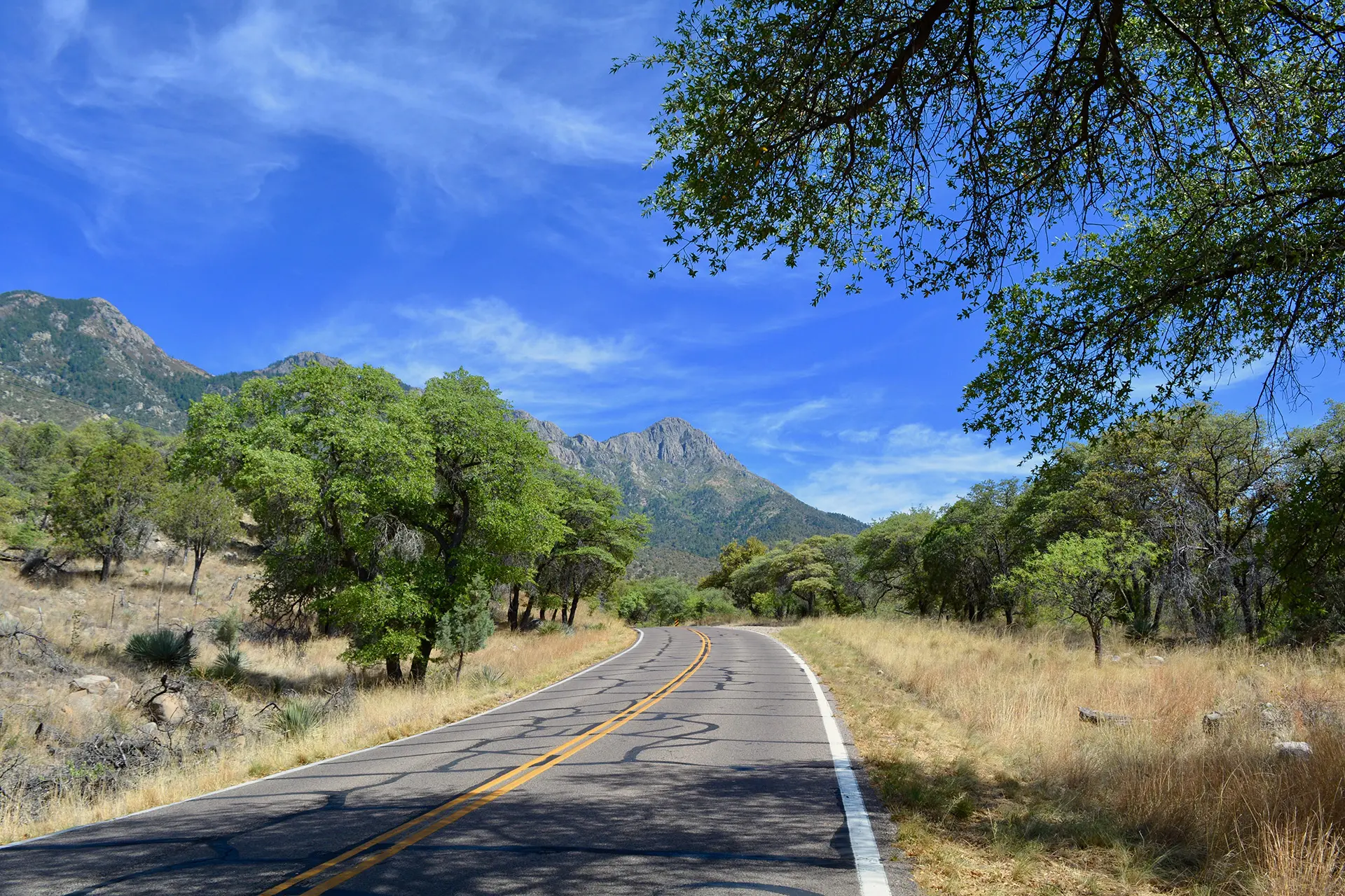A real photograph of the winding road into Madera Canyon with evergreen trees and rocky slopes, showing the transition from desert foothills to forest