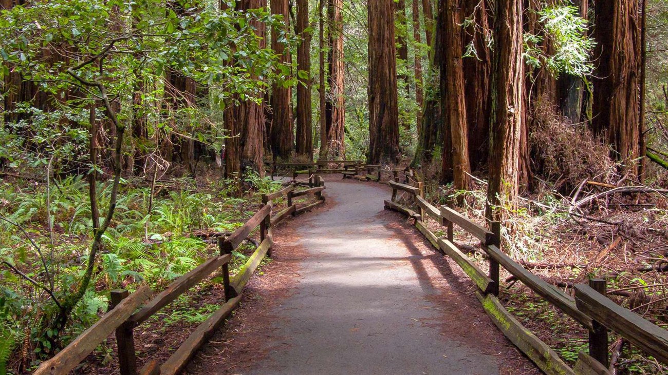 A real photograph of the wooden boardwalk winding through the Muir Woods redwood grove with towering trunks, ferns, and soft filtered light