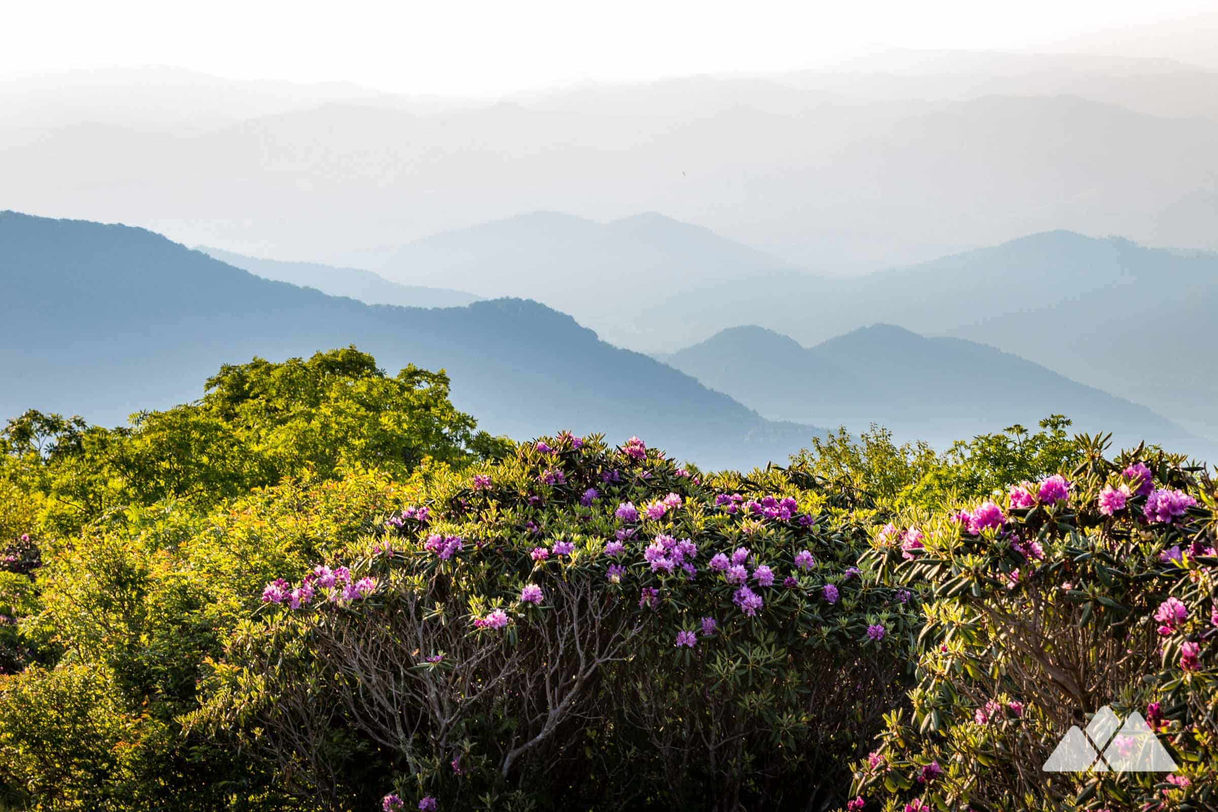 A real photograph on the Craggy Gardens Trail in North Carolina with bright pink rhododendron blooms framing a distant view of blue mountain ridges