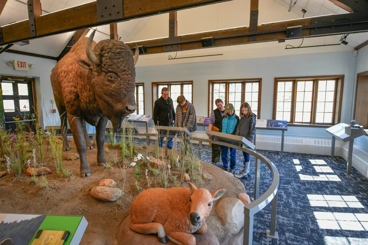 A shaggy American bison grazing in bright morning light near the Wind Cave National Park visitor center buildings in the Black Hills, South Dakota, with prairie grasses in the foreground