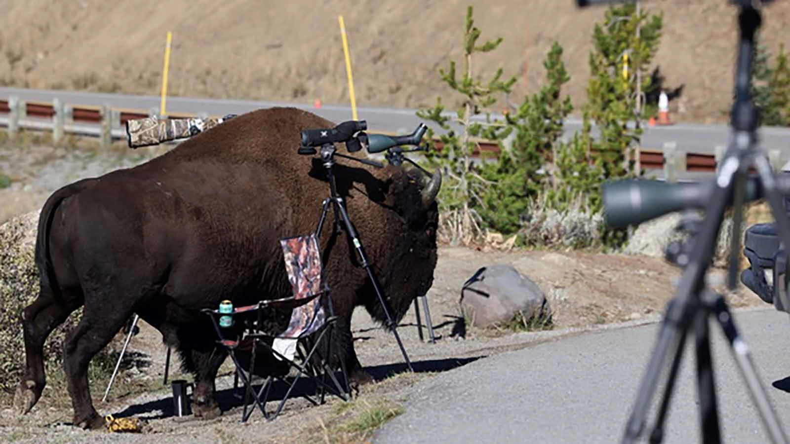 A single American bison standing on a narrow dirt hiking trail in Yellowstone National Park with evergreen forest behind it, late afternoon natural light, realistic wildlife photo