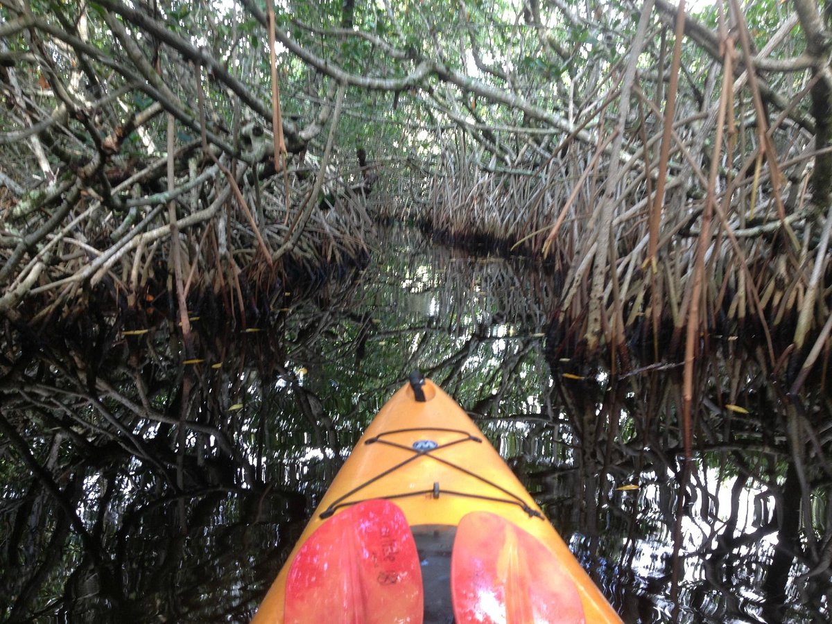 A single kayaker paddling through a narrow mangrove tunnel near Everglades City with sunlight filtering onto calm water, natural color travel photo