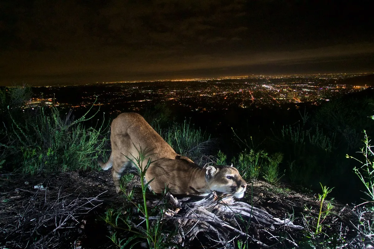 A single mountain lion walking across a rocky hiking trail at dusk with pine trees and mountains in the background, realistic wildlife photograph