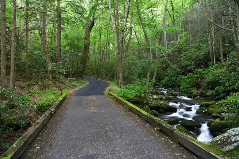 A single photograph of a narrow forest road along Roaring Fork, with a stone guardwall, fast-moving creek beside the road, and dense green trees arching overhead