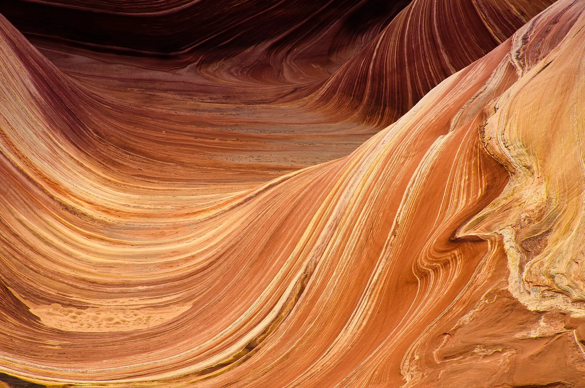 A single real photograph of the swirling sandstone formations at The Wave in Coyote Buttes North under clear daylight, with no people in frame