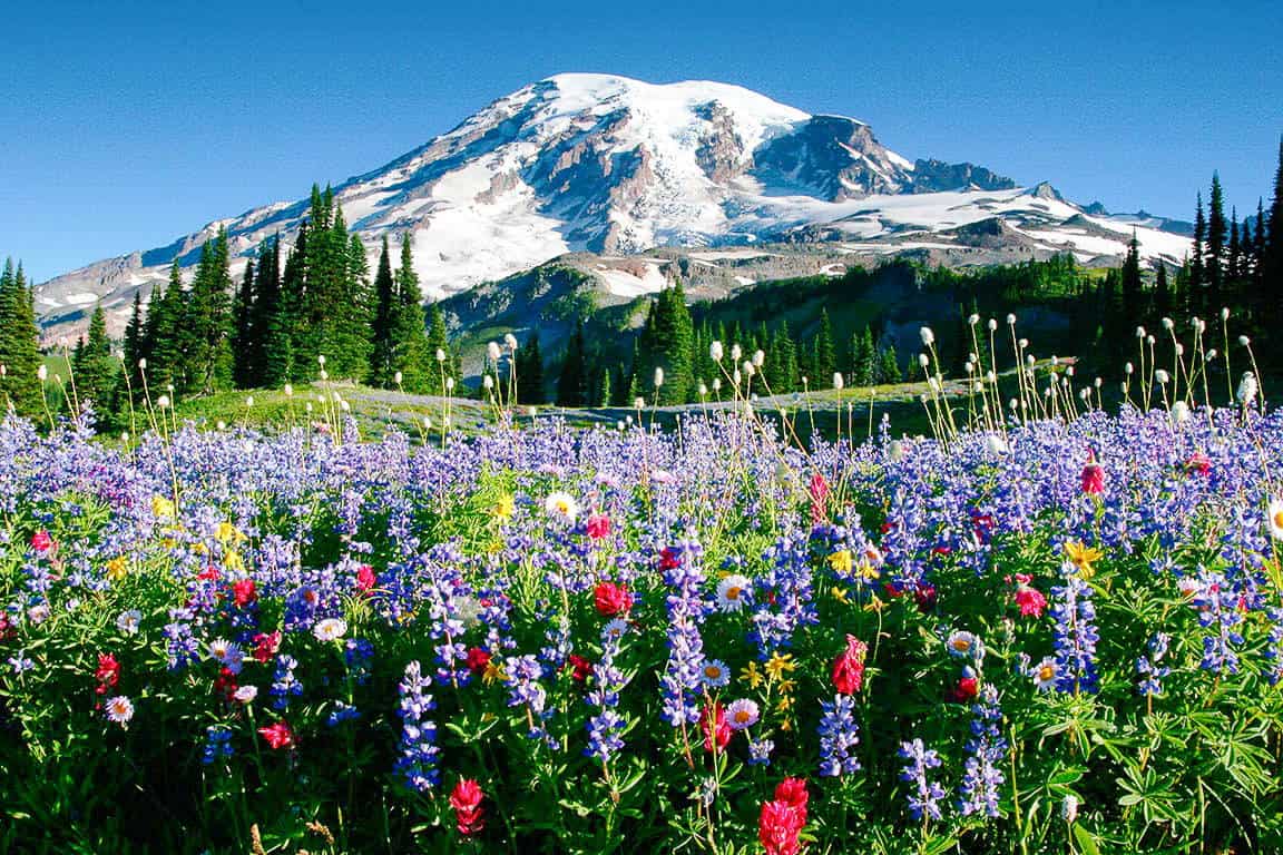 A summer photograph of Mount Rainier towering above colorful alpine wildflowers along the Skyline Trail near Paradise, with hikers on a dirt path under a bright blue sky