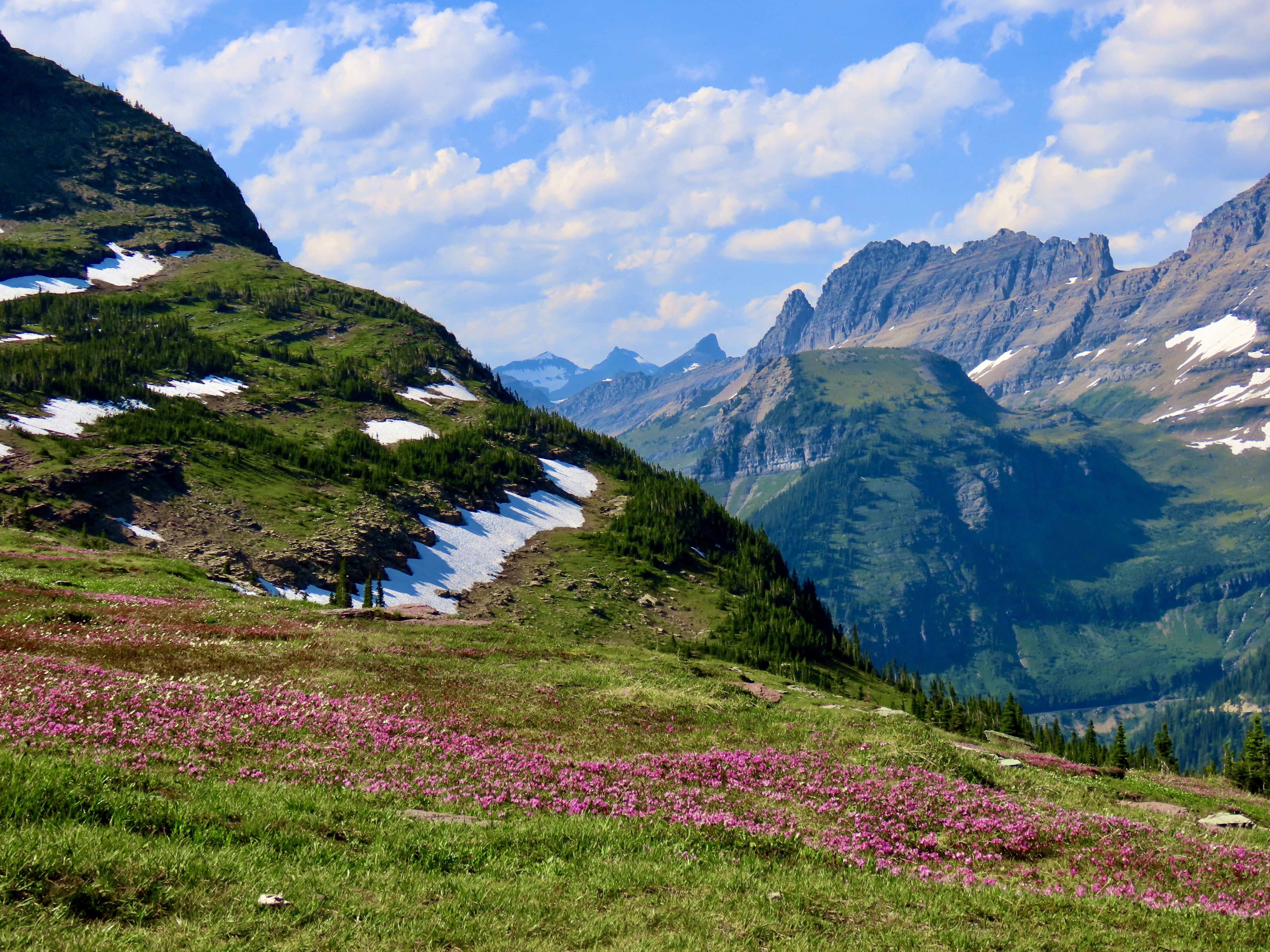 A towering dark cumulonimbus cloud rising over an alpine meadow in Glacier National Park with sunlight on the grass, realistic photography