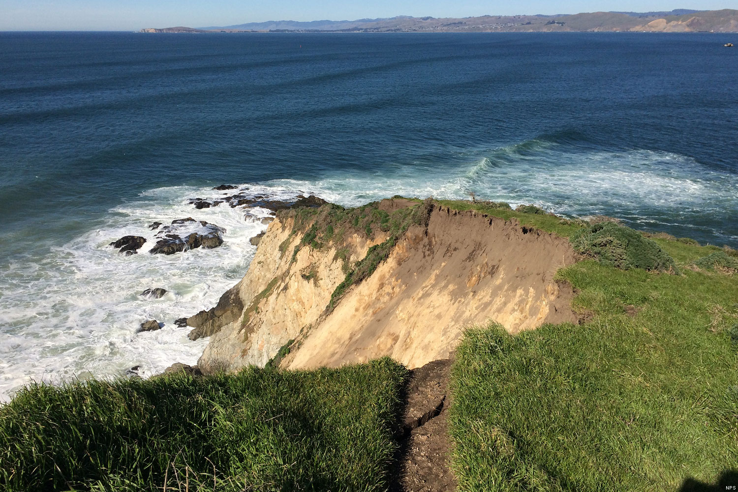 A tule elk standing on a grassy coastal bluff along the Tomales Point Trail at Point Reyes National Seashore with the Pacific Ocean in the background, natural light wildlife photograph