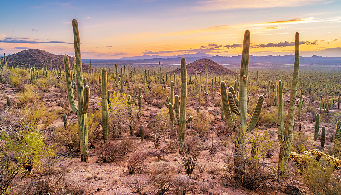 A wide desert overlook with multiple saguaros in the foreground and the Rincon Mountains hazy in the distance, real travel photography