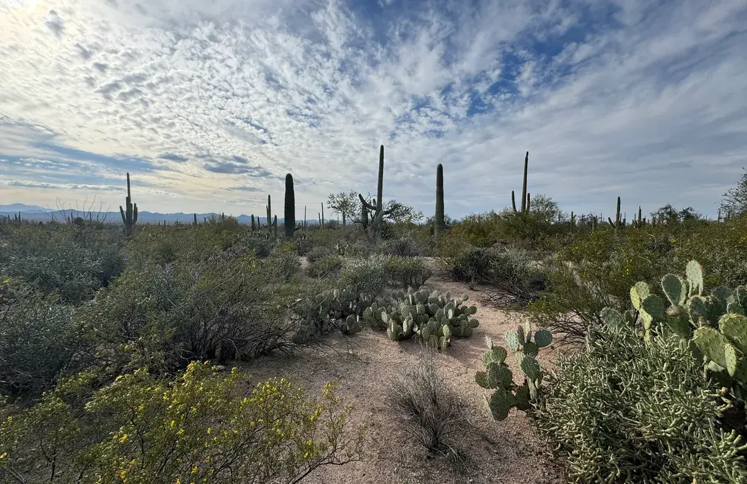 A wide desert path lined with tall saguaro cacti under a bright blue sky near Tucson in Saguaro National Park