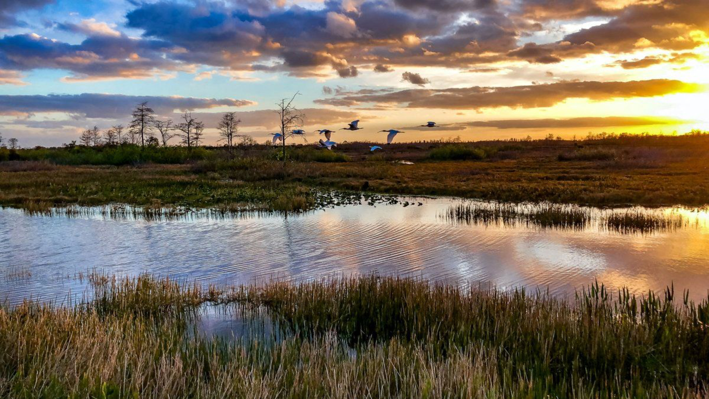 A wide sunrise view over a sawgrass marsh in Everglades National Park, with mist hovering above the water and a line of cypress trees in the distance, realistic travel photography