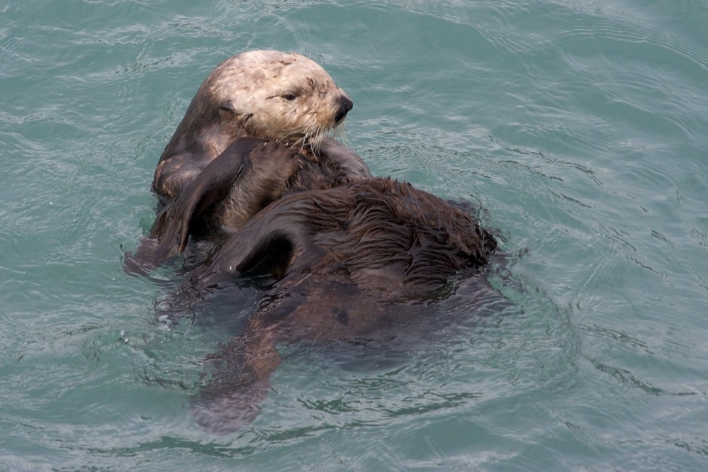 A wild sea otter floating on its back in kelp near the Kenai Fjords coastline on an overcast day, real wildlife photograph