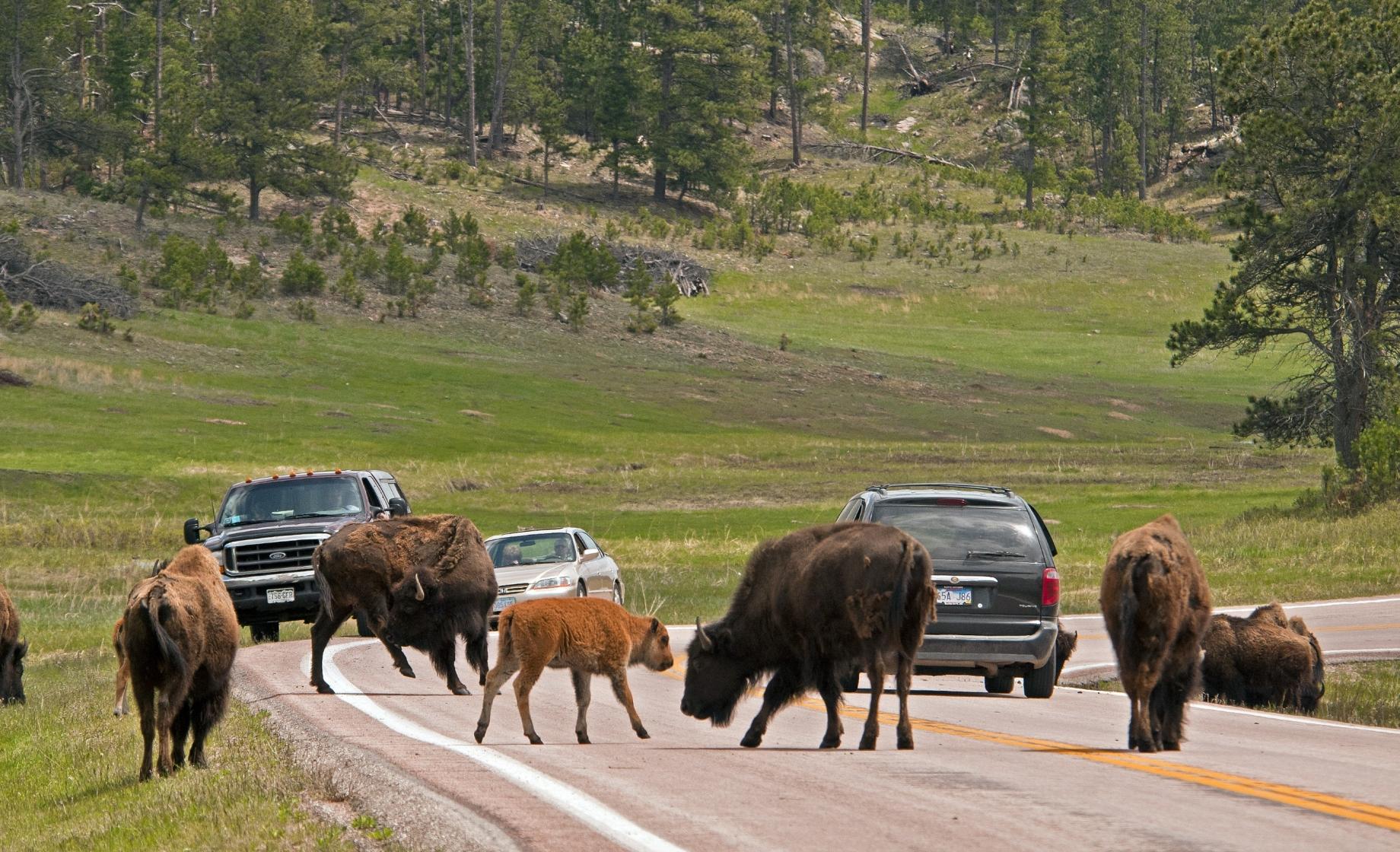 A winding paved road through Custer State Park with a small herd of bison grazing beside the shoulder in late afternoon light