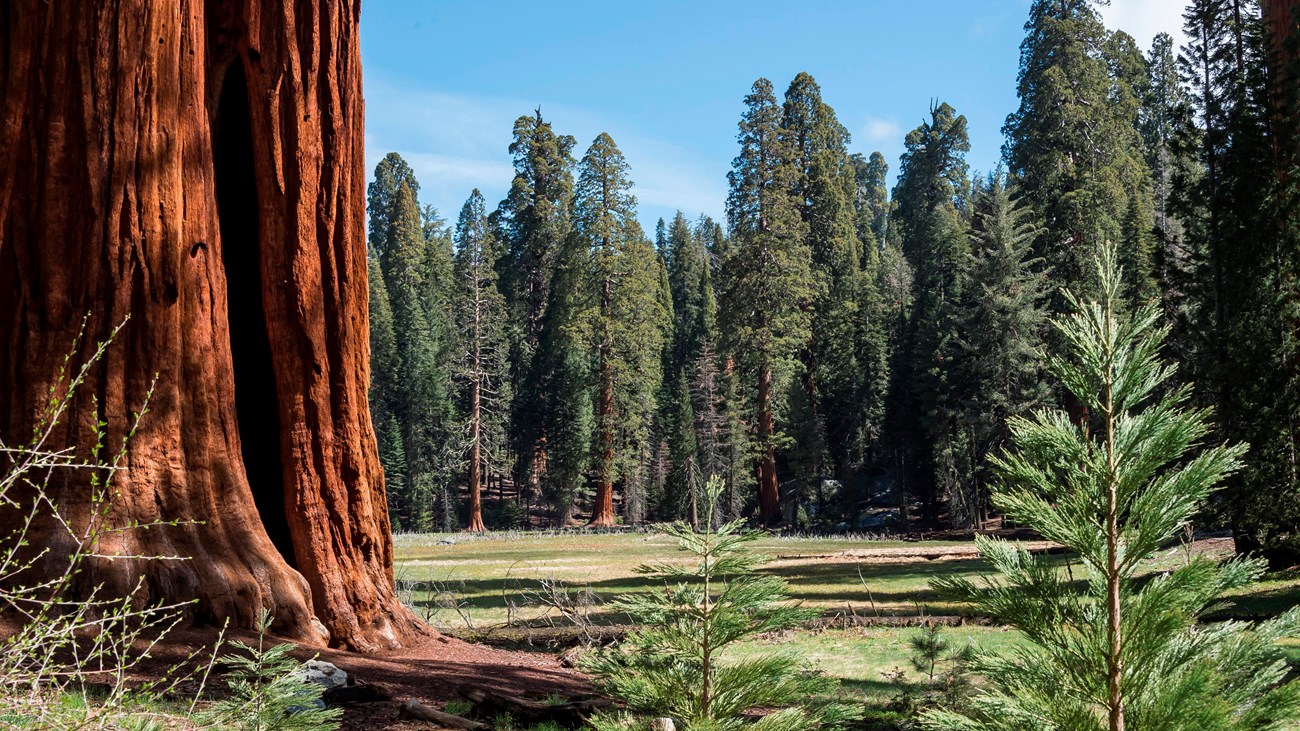 A wooden boardwalk curving through giant sequoia trunks on the Big Trees Trail in Sequoia National Park with dappled sunlight, realistic photograph