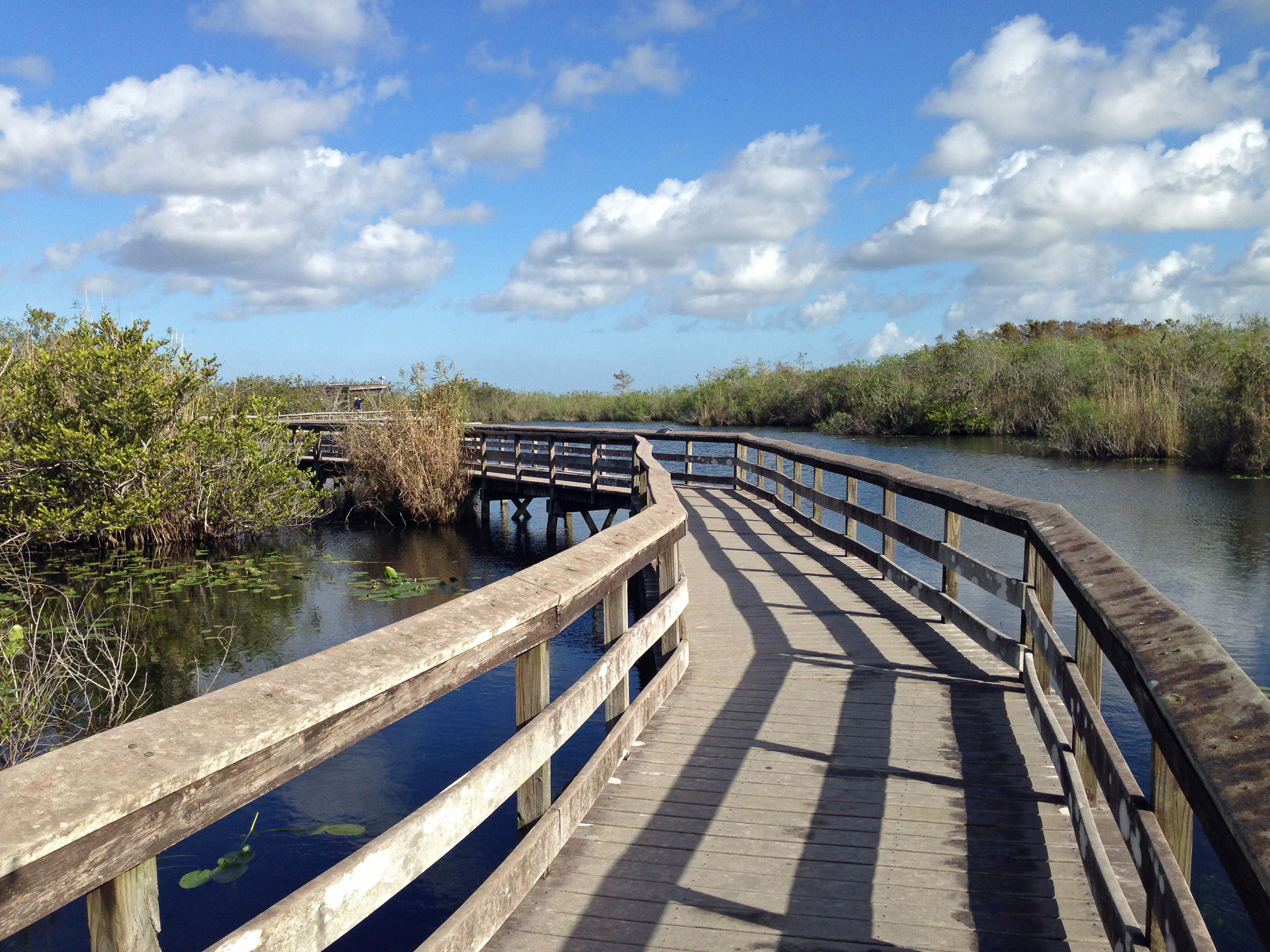 A wooden boardwalk on the Anhinga Trail at Royal Palm with an alligator in the water beside the planks and wading birds in the background, crisp daylight photo