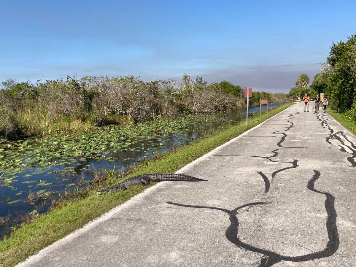 An American alligator resting beside the paved Shark Valley loop trail with sawgrass marsh behind it, midday wildlife photo