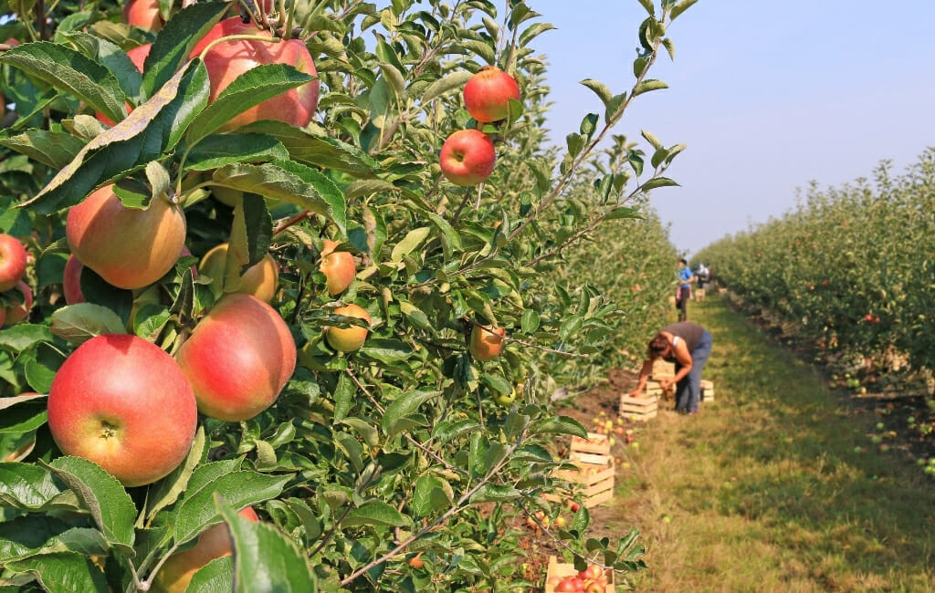 An apple orchard near Julian, California with rows of trees on rolling hills under clear mountain light
