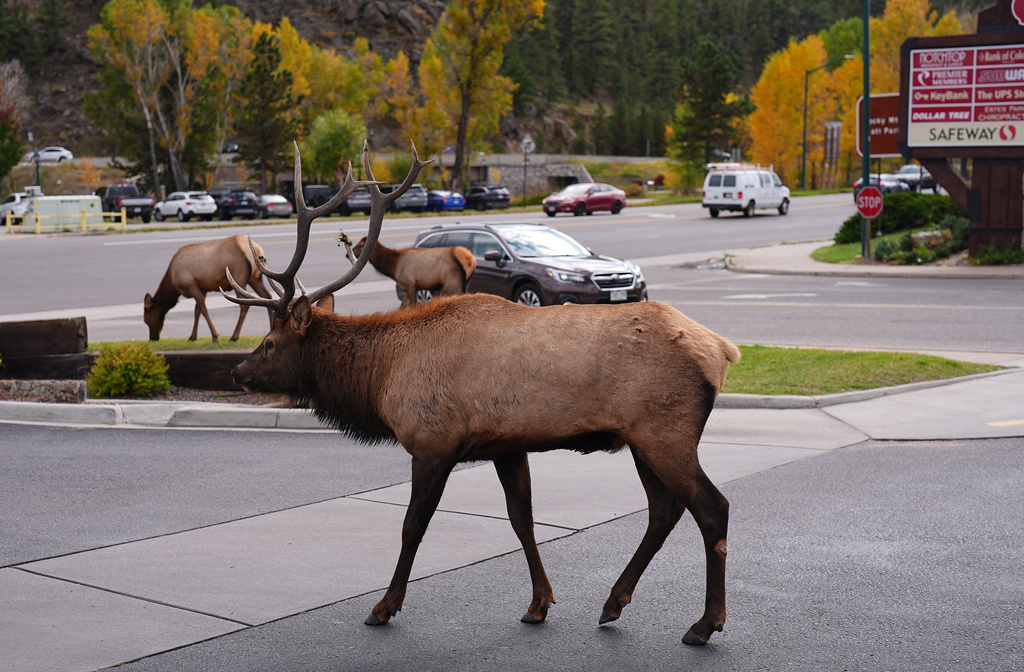 An elk standing near a town sidewalk in Estes Park, Colorado with autumn trees behind it, early morning realistic photo