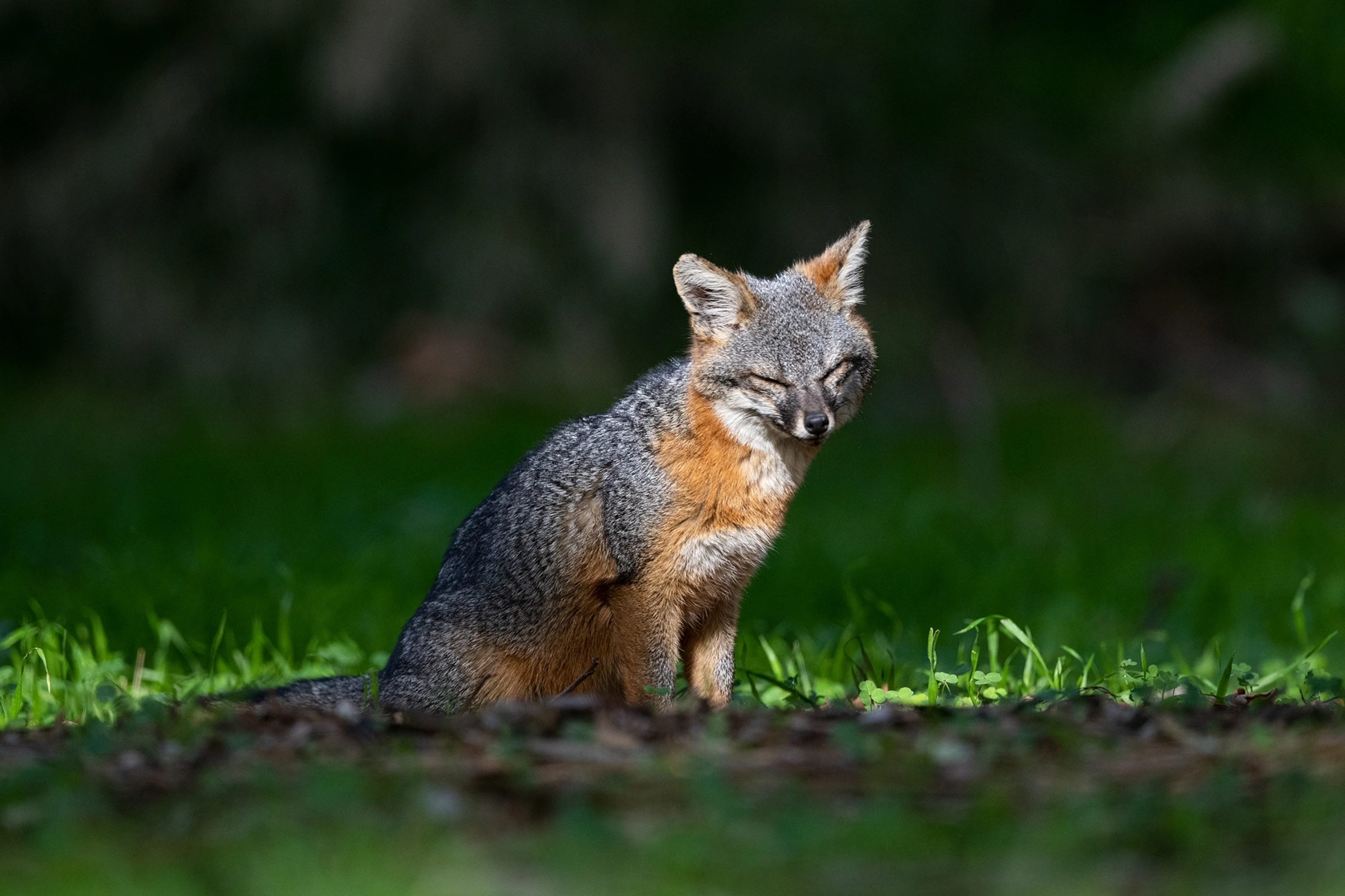 An island fox standing near a dirt trail on Santa Cruz Island with scrub vegetation and soft coastal light, realistic wildlife photography