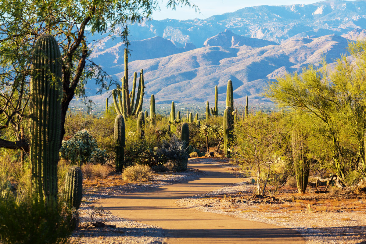 Desert trail in Saguaro National Park East with saguaros and prickly pear lining the path and the Rincon Mountains in the distance