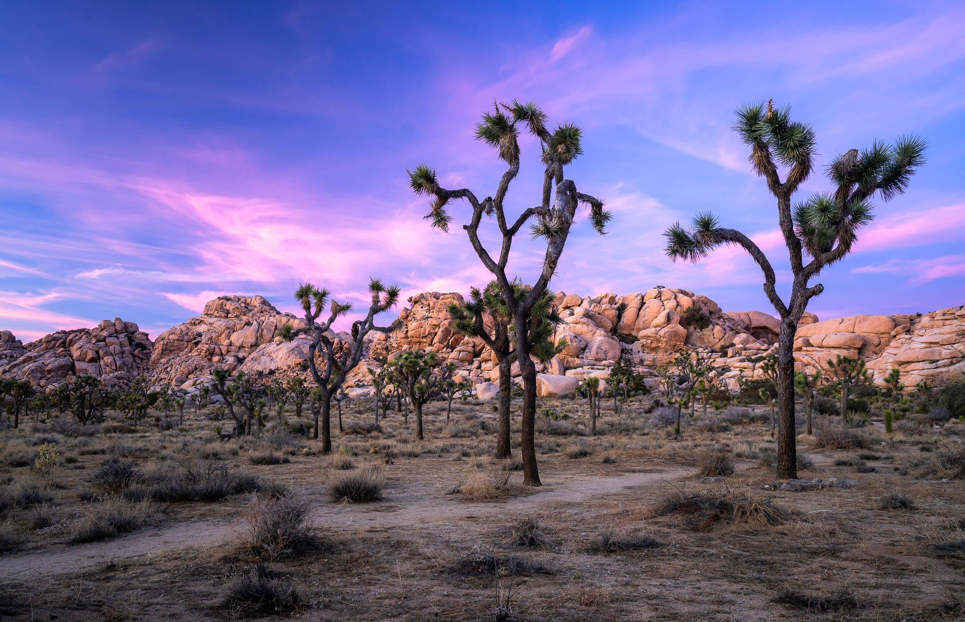 Joshua Tree National Park at sunset with large granite boulders, a Joshua tree silhouette, and a clear winter sky