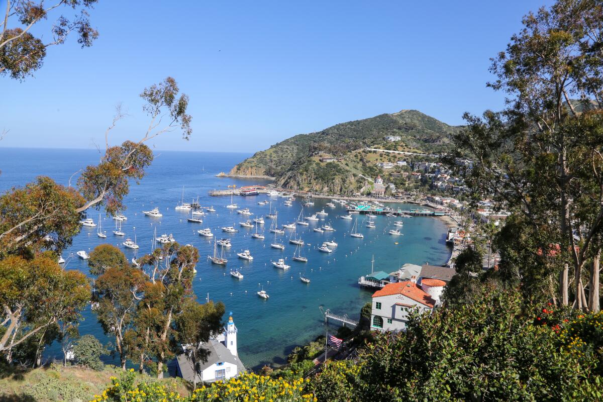 People walking along Avalon’s waterfront promenade on Catalina Island with palm trees, colorful buildings, and the bay visible, candid travel photo